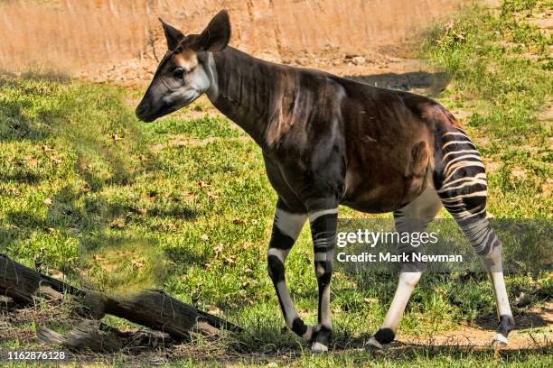 Okapi Catching Okapi Photos and Premium High Res Pictures - Getty Images