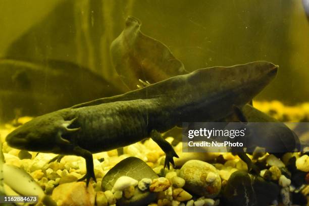 Worker shows an axolotl in a hatchery to preserve the species, since it is in extinction period. On August 19, 2019 in Mexico City, Mexico. The...