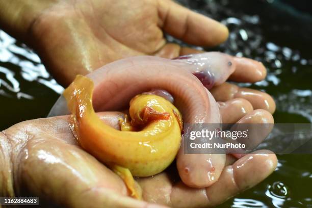 Worker shows an axolotl in a hatchery to preserve the species, since it is in extinction period. On August 19, 2019 in Mexico City, Mexico. The...