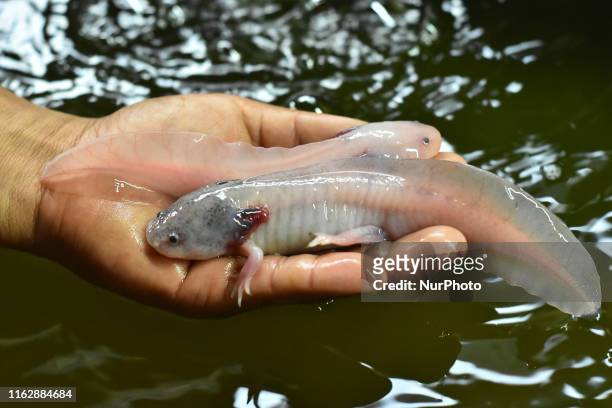 Worker shows an axolotl in a hatchery to preserve the species, since it is in extinction period. On August 19, 2019 in Mexico City, Mexico. The...