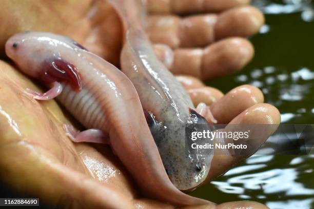 Worker shows an axolotl in a hatchery to preserve the species, since it is in extinction period. On August 19, 2019 in Mexico City, Mexico. The...