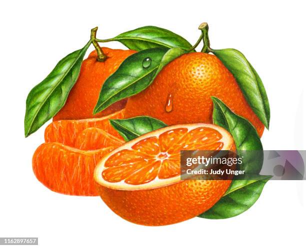 tangerine group - orange slice isolated stock illustrations