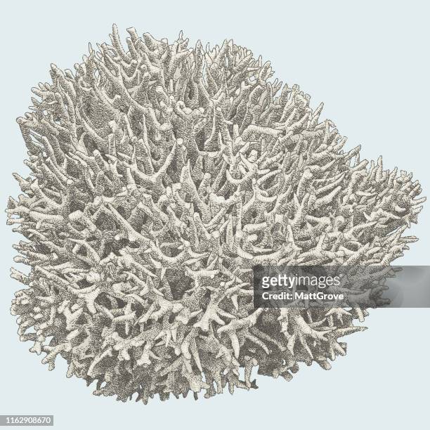 acropora coral - staghorn coral stock illustrations