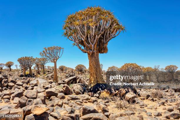 quiver tree forest, keetmanshoop, namibia, africa - quiver tree stock pictures, royalty-free photos & images