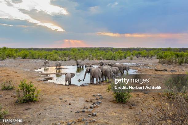 elephants in waterhole at etosha national park, namibia, africa - parc national d'etosha photos et images de collection