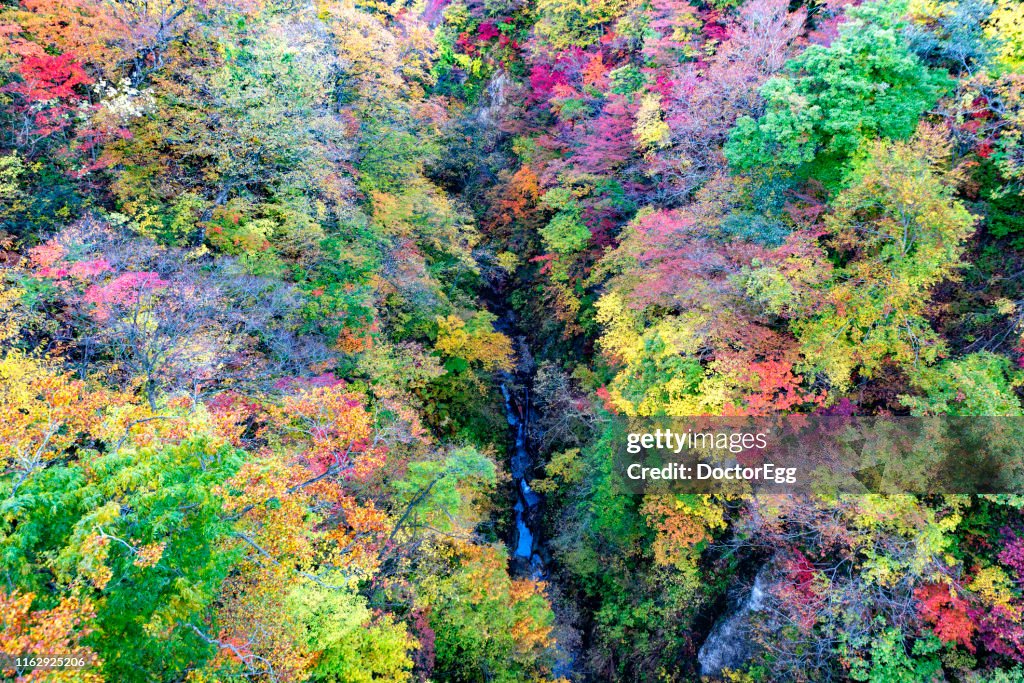 Colourful Maple Trees in Autumn at Naruko Gorge, Sendai, Japan