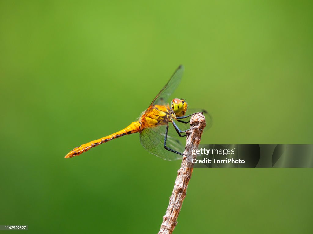 Dragonfly on twig against green background
