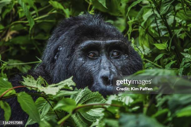 silverback gorilla in bwindi impenetrable forest national park uganda - jungle safari stock-fotos und bilder