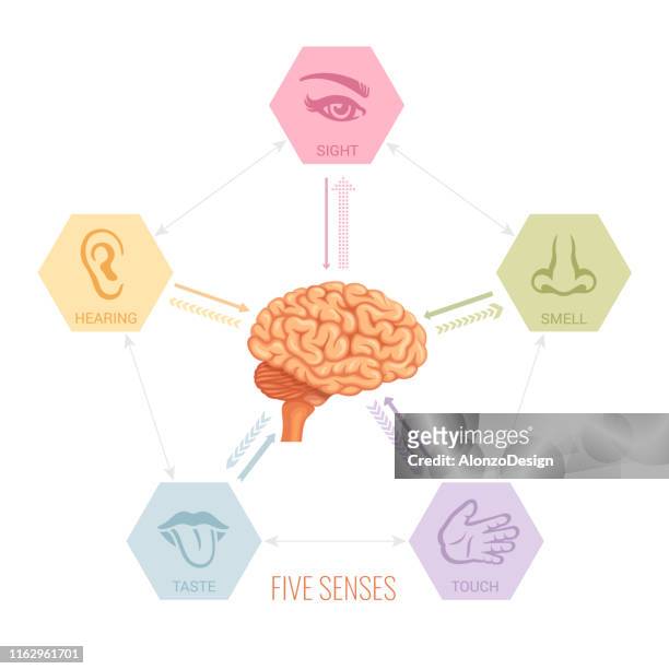 人間の脳と五感ベクトル - 知覚点のイラスト素材／クリップアート素材／マンガ素材／アイコン素材