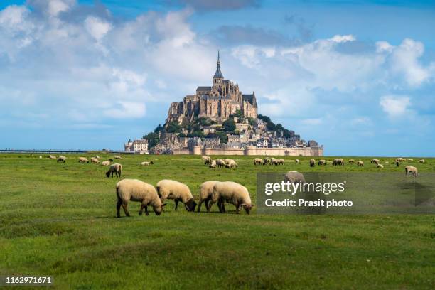 beautiful view of famous historic le mont saint-michel tidal island with sheep grazing on fields of fresh green grass on a sunny day with blue sky and clouds in summer, normandy, northern france - manche stock pictures, royalty-free photos & images