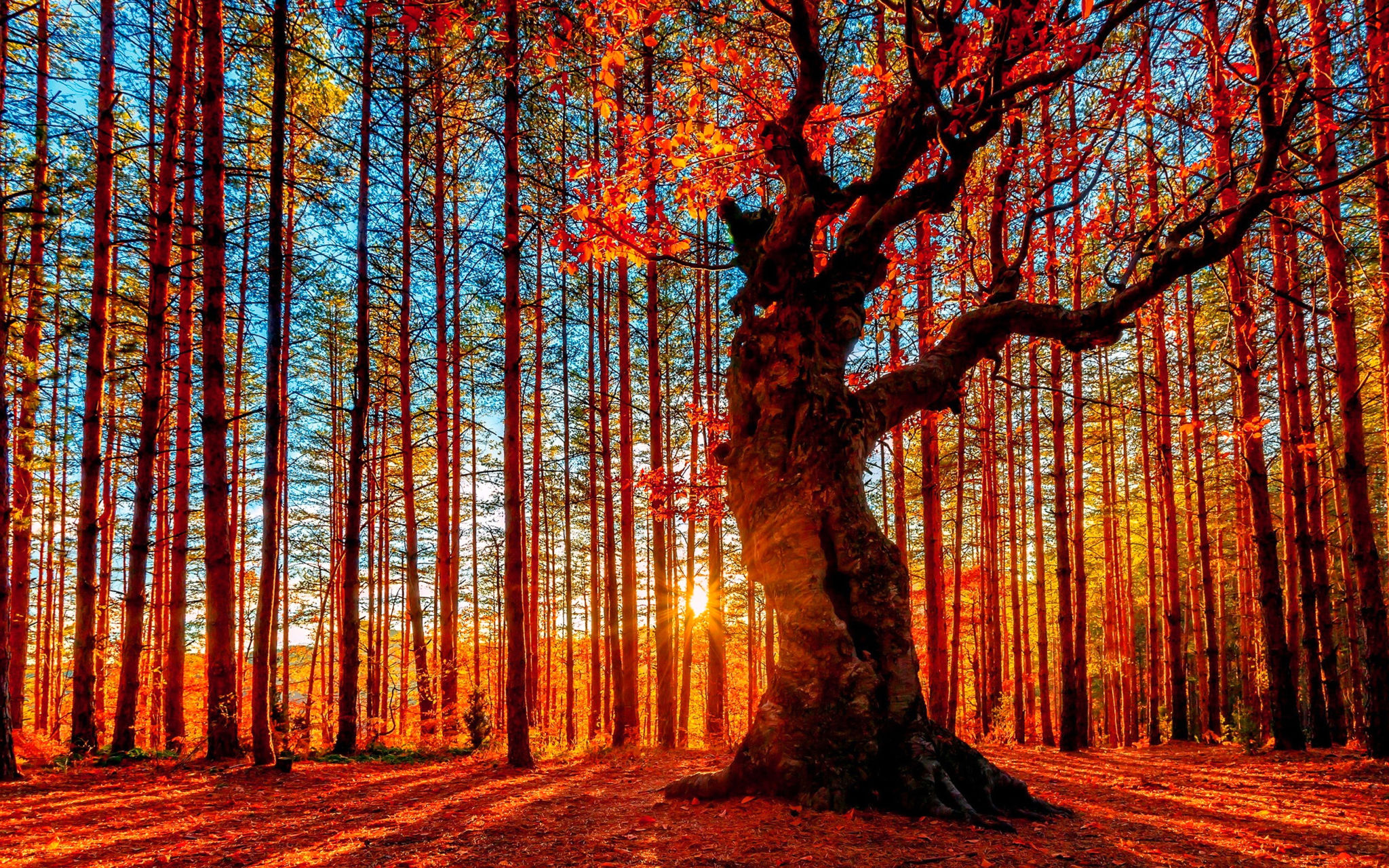Idaho autumn