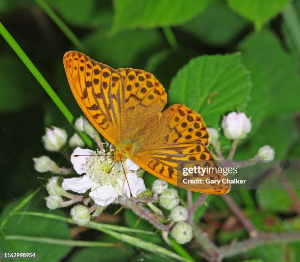 silver-washed fritillary butterfly [argynnis paphia] - papillon fritillaire photos et images de collection