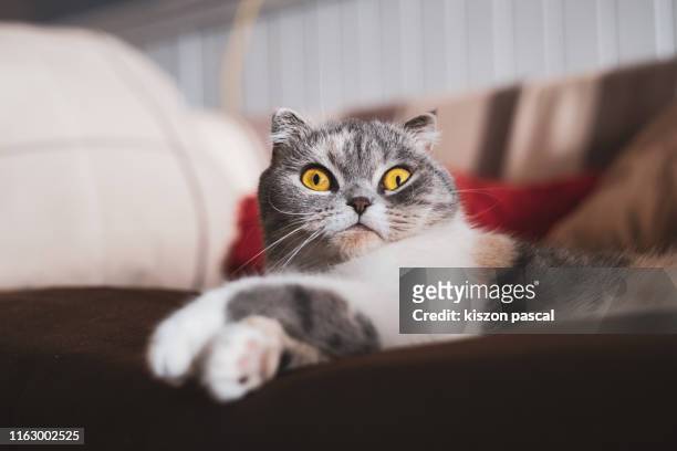 cute scottish fold cat resting on the sofa . - humor fotografías e imágenes de stock