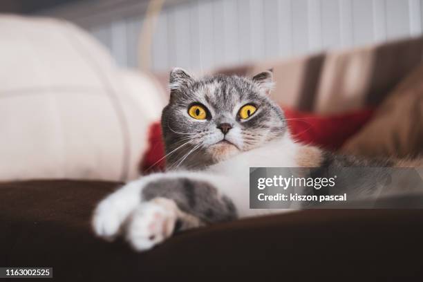 cute scottish fold cat resting on the sofa . - fur head stock pictures, royalty-free photos & images