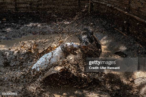 Dog and wild boar fight during a contest on August 18, 2019 in Majalengka, West Java province, Indonesia. In the remote parts of Indonesia’s West...