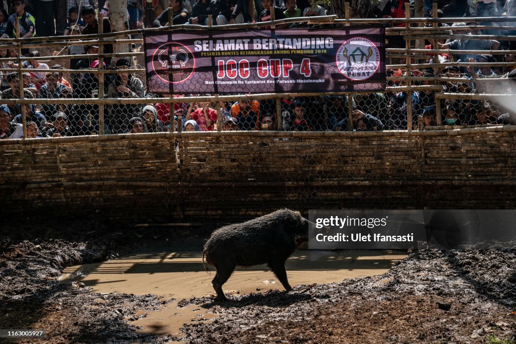 Indonesian Villages Pit Dogs Against Wild Boars In The Arena