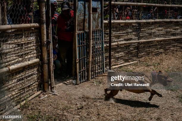 Dog runs at arena as fight with a wild boar during a contest on August 18, 2019 in Majalengka, West Java province, Indonesia. In the remote parts of...