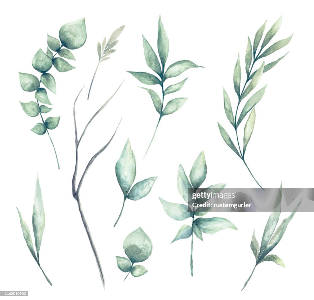 Satz von Aquarell grün Blätter Clipart
