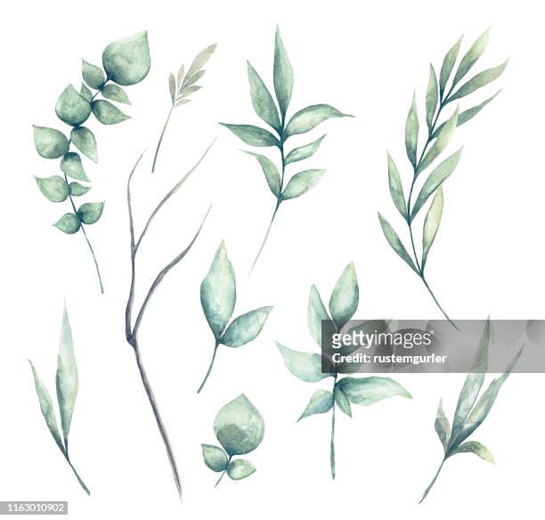 satz von aquarell grün blätter clipart - aquarell pflanze stock-grafiken, -clipart, -cartoons und -symbole