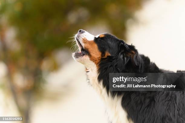 middle aged bernese mountain dog barks outdoors in a close up shot - comportamento animale foto e immagini stock