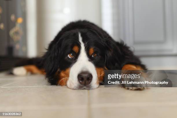 a bernese mountain dog lounges at home in the kitchen - purebred dog stock pictures, royalty-free photos & images