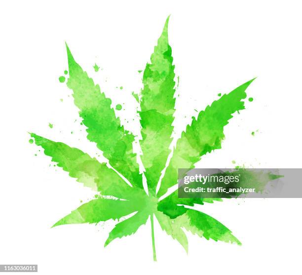 ilustraciones, imágenes clip art, dibujos animados e iconos de stock de hoja de marihuana acuarela - planta de cannabis