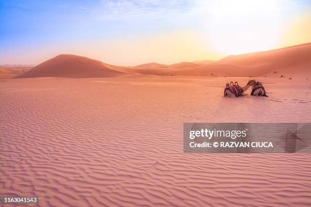 camels at sunset - dubai cares stock pictures, royalty-free photos & images