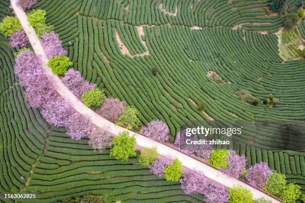 aerial view cherry blossom path in cherry blossoms - garden path stock pictures, royalty-free photos & images