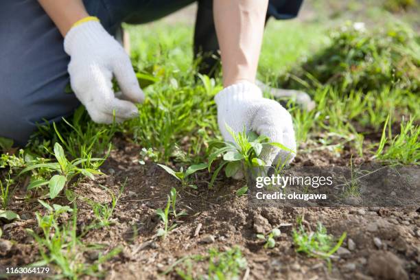 community weed management