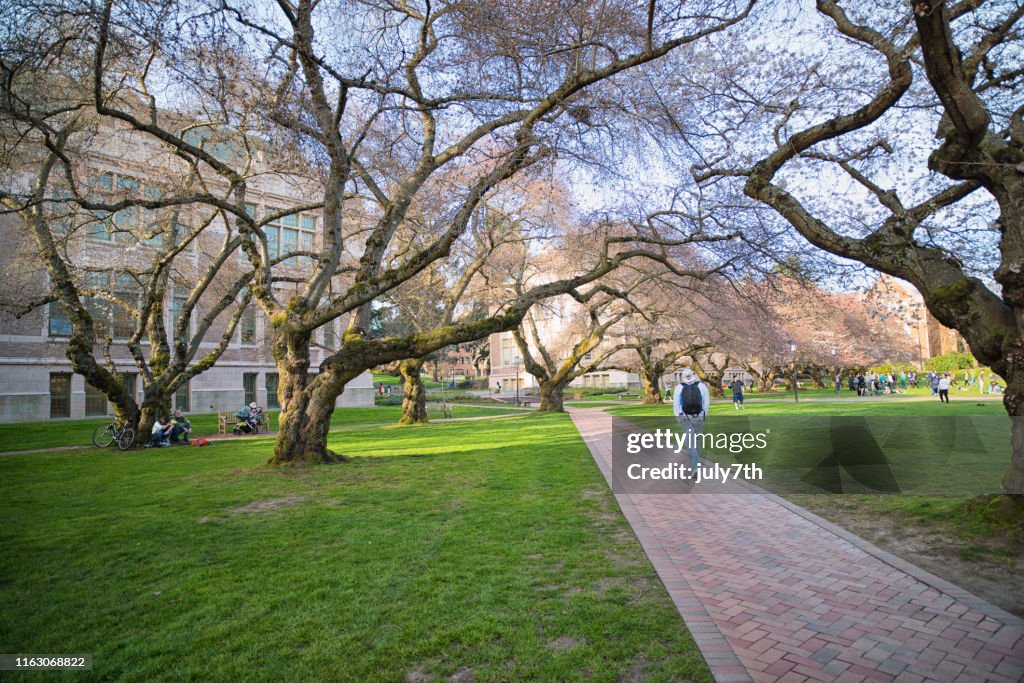 Uw Spring Spring Campus Morning In The Quad University Of Washington High-Res ...