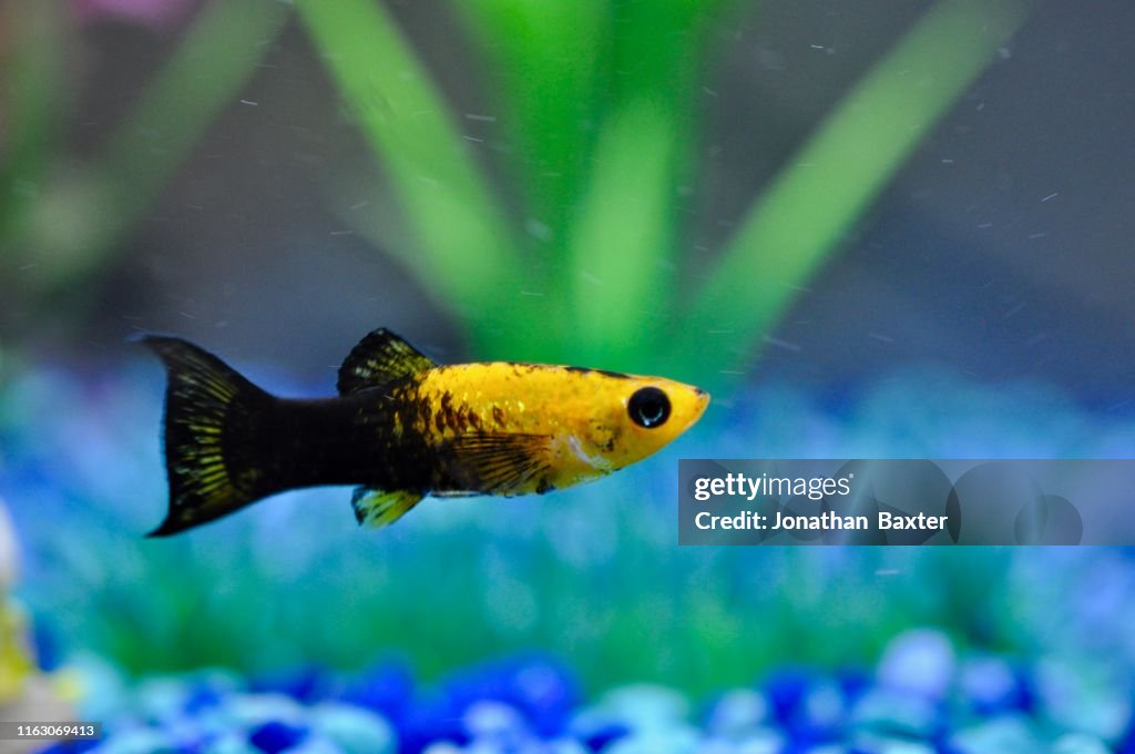 Yelo Fish Yellow Freshwater Tropical Fish