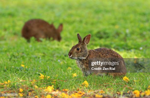 Florida Rabitts Florida Marsh Rabbits Grazing On Grass Area With Fallen Yellow Flowers ...