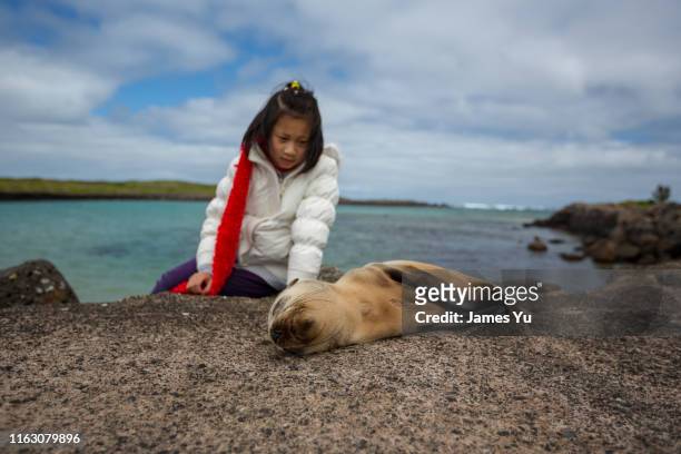 baby seal with a girl - baby seal bildbanksfoton och bilder