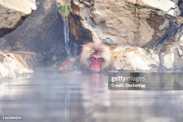snow monkey bathing in natural onsen hot spring at jigokudani snow monkey park in winter, nagano, japan - 地獄谷野猿公苑 ストックフォトと画像