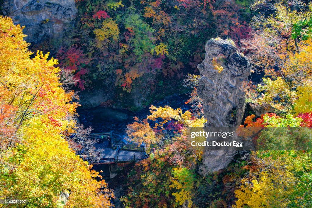 Colourful Maple Trees in Autumn at Naruko Gorge, Sendai, Japan