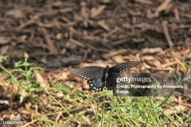 spicebush swallowtail butterfly. - spice swallowtail butterfly stock pictures, royalty-free photos & images