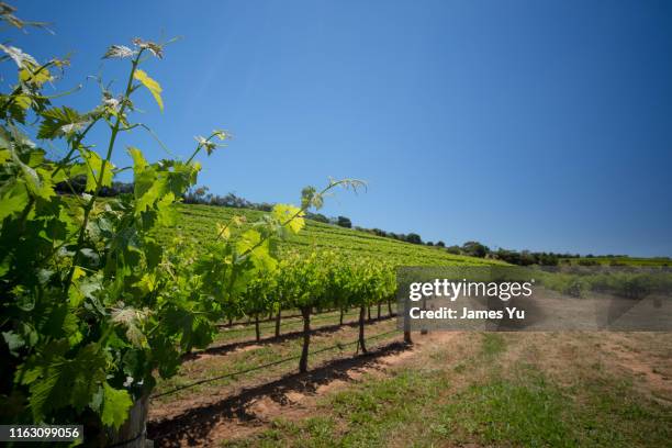 mclaren vale wineyard - australia winery stock pictures, royalty-free photos & images