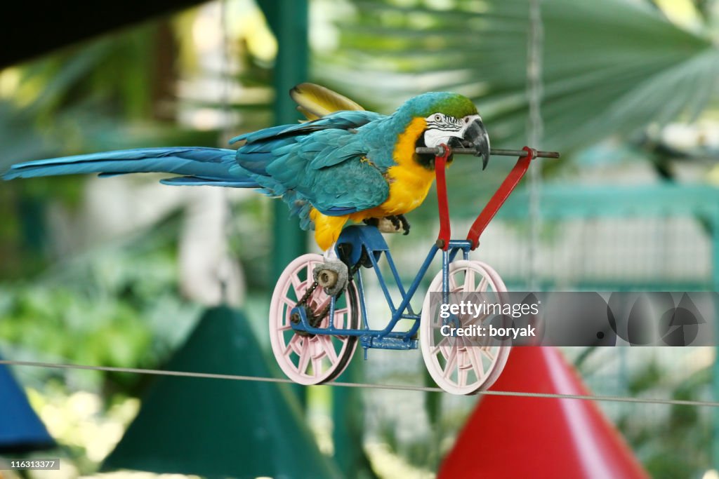 Ara Papagei fahren Fahrrad am Seil