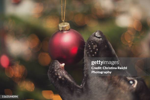 dog trying to steal christmas bauble in front of christmas tree - naughty christmas ornaments stock pictures, royalty-free photos & images