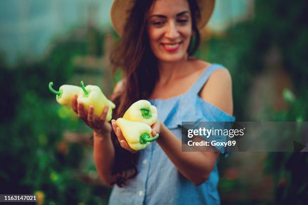 female gardener picking fresh organic - paprika stock pictures, royalty-free photos & images