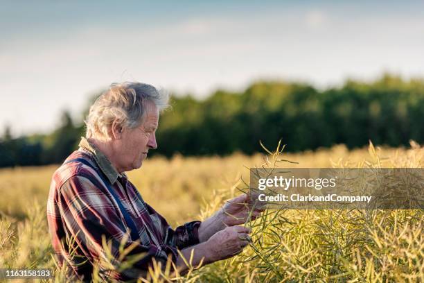 farmer checking his canola field. - brassica rapa stock pictures, royalty-free photos & images