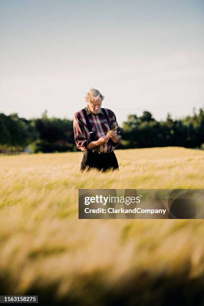 farmer checking his barley field. - barley stock pictures, royalty-free photos & images