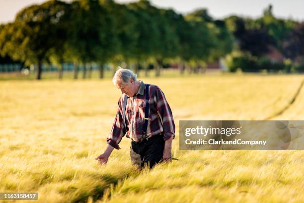 farmer checking his barley field. - barley stock pictures, royalty-free photos & images
