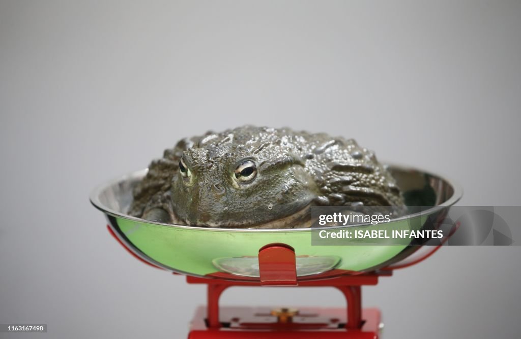 BRITAIN-ANIMALS-ZOO