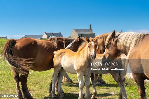 les caraïbes de bretagne en été : les vacances à la plage - canada été stockfoto's en -beelden