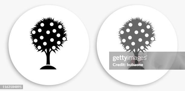 fruit tree black and white round icon - orange tree white background stock illustrations