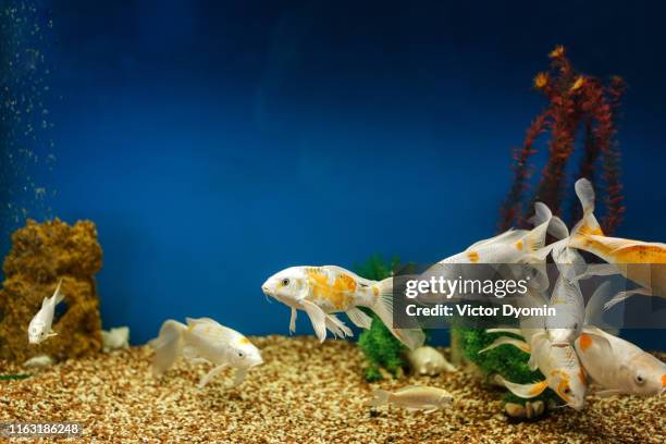 aquarium fish swim in the blue aquarium - guppy stock pictures, royalty-free photos & images