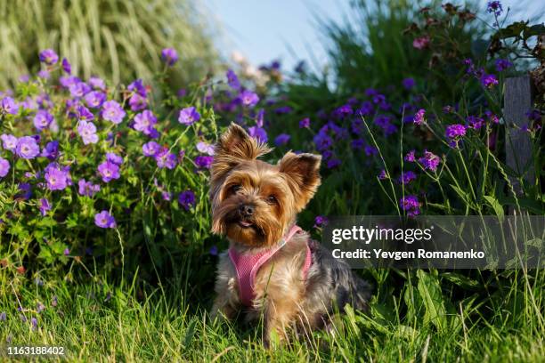 yorkshire terrier dog sitting on the meadow - yorkshireterrier stock-fotos und bilder