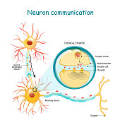 Transmission of the nerve signal between two neurons with axon and synapse. Close-up of a chemical synapse