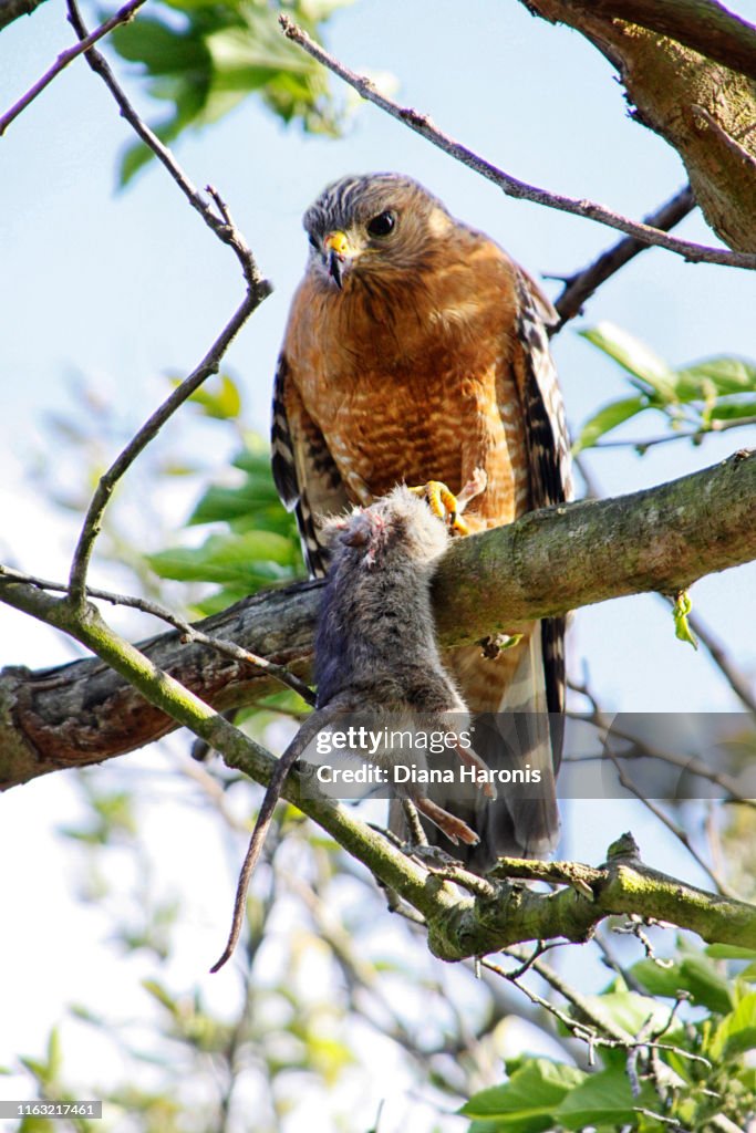 A Hawk is Perched in a Tree Holding a Rodent That He Has Caught.